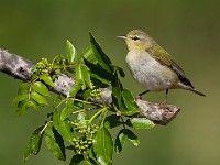 A2Z7283c  Tennessee Warbler (Oreothlypis peregrina)